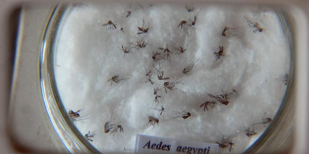Pesquisa do Butantan padroniza nomenclatura de vírus da dengue