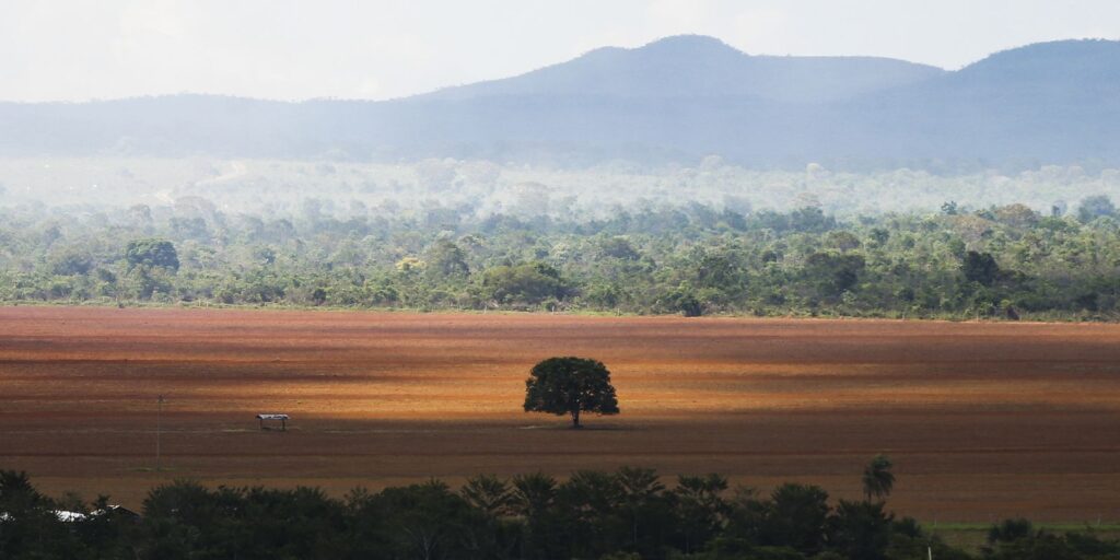 COP30: governo cobra R$ 476 milhões de infratores ambientais 