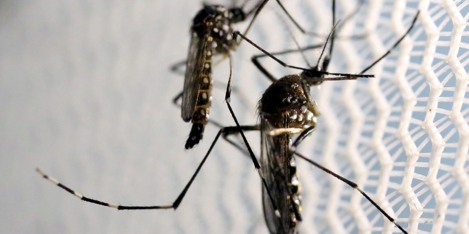 Dia D de combate ao Aedes aegypti ocorre neste sábado em todo o país