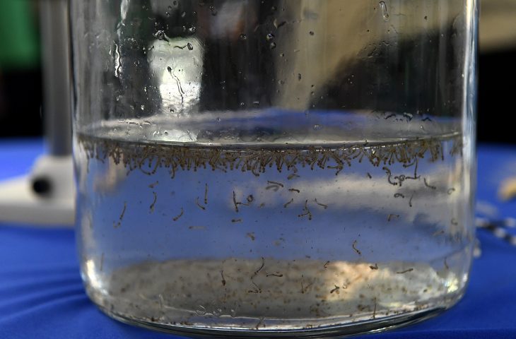 MS registra 14 casos confirmados de dengue – Agência de Noticias do Governo de Mato Grosso do Sul