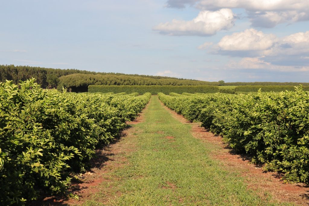 citricultura injeta R$ 2,4 bilhões e diversifica base produtiva em MS – Agência de Noticias do Governo de Mato Grosso do Sul