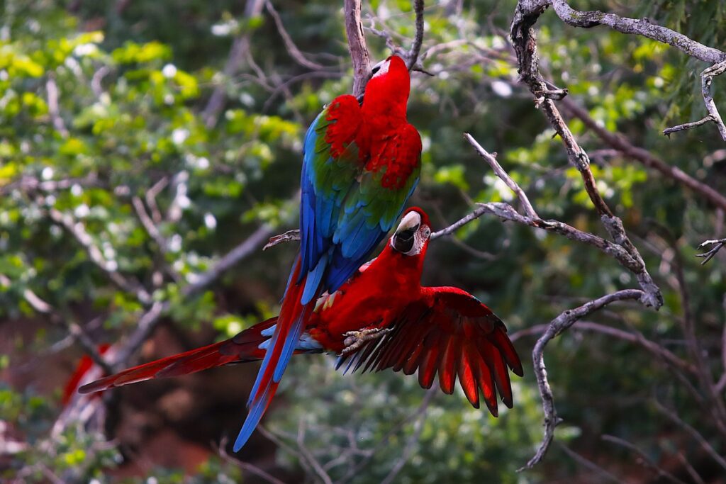 Com biodiversidade única, turismo e conservação no Pantanal e em Bonito atraem olhares do mundo todo