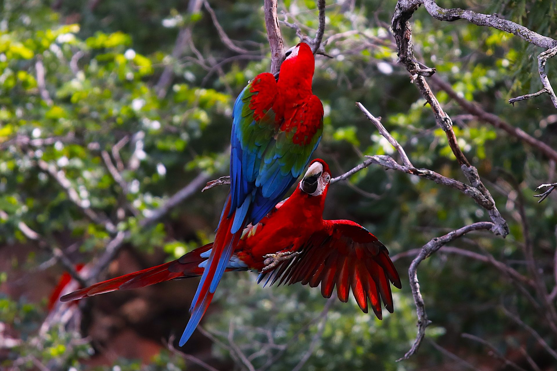 Com biodiversidade única, turismo e conservação no Pantanal e em Bonito atraem olhares do mundo todo