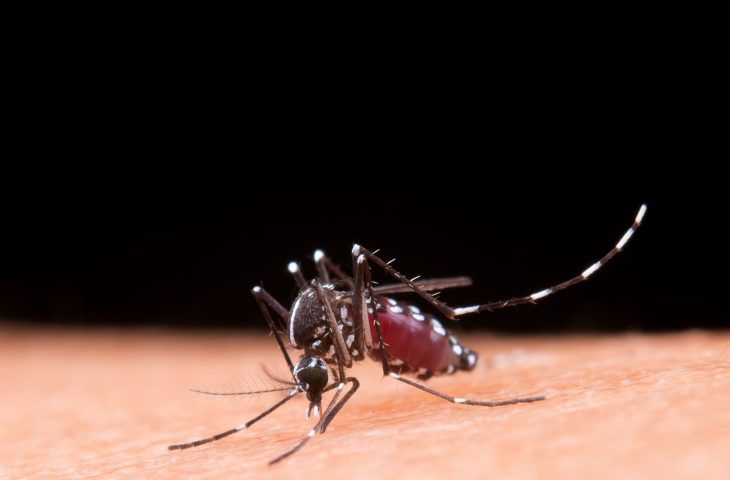 MS registra 2.639 casos confirmados de chikungunya – Agência de Noticias do Governo de Mato Grosso do Sul
