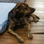 Campanha Cobertor Pet arrecada itens para animais no frio   – CGNotícias