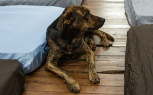 Campanha Cobertor Pet arrecada itens para animais no frio   – CGNotícias