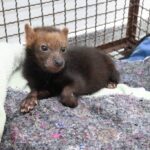 Filhote de cachorro-vinagre recebe cuidados no CRAS e representa um marco na conservação da espécie