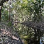 Para preservar o Pantanal, podutores rurais têm ações de conservação remuneradas por programa do Governo de MS