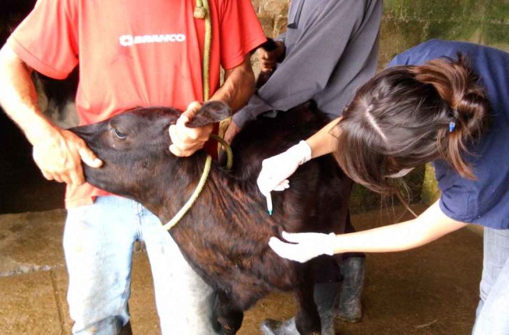 prazos para campanha de vacinação de bezerras contra brucelose continuam inalterados em MS – Agência de Noticias do Governo de Mato Grosso do Sul