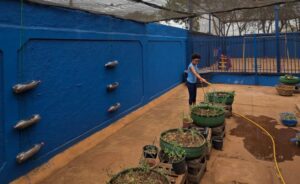 Escola da Reme vence prêmio nacional de educação ambiental – CGNotícias