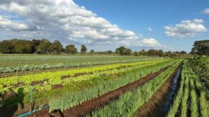 FAC define ações para fortalecer a CoopUrb e ampliar agricultura urbana – CGNotícias