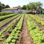 FAC e Emha realizam intercâmbio socioambiental para idosos – CGNotícias