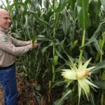 Fundação MS transforma ciência em decisões mais seguras para o agro – Agência de Noticias do Governo de Mato Grosso do Sul