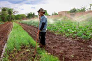 Novo programa liga agricultura familiar ao combate à fome – CGNotícias