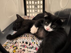 feira de adoção de pets na praça – CGNotícias