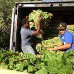 Agricultura familiar fornece alimentos para 207 escolas  – CGNotícias