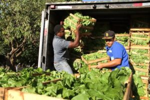 Agricultura familiar fornece alimentos para 207 escolas  – CGNotícias