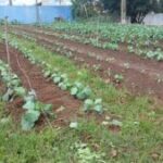 FAC organiza Dia de Campo com educação ambiental   – CGNotícias