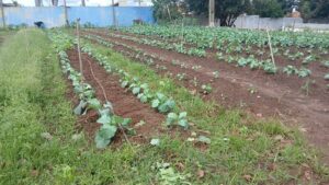 FAC organiza Dia de Campo com educação ambiental   – CGNotícias